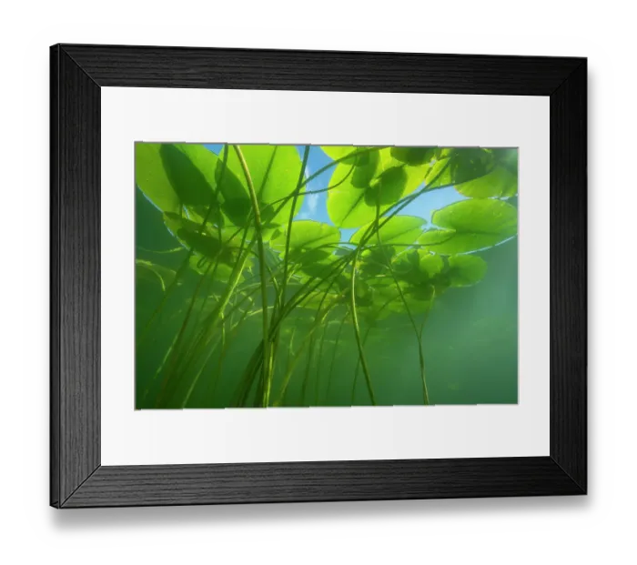 Framed Print : Yellow water-lily (Nuphar lutea) Lake Morat, close to Faoug, Canton of Vaud, Switzerland. September. Photographed for The Freshwater Project Framed Print : Yellow water-lily (Nuphar lutea) Lake Morat, close to Faoug, Canton of Vaud, Switzerland. September. Photographed for The Freshwater Project