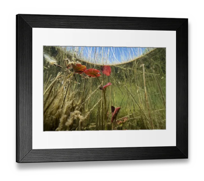 Framed Print : Underwater view of Lake Neuchatel, close to Champ-Pittet, Canton of Vaud, Switzerland Framed Print : Underwater view of Lake Neuchatel, close to Champ-Pittet, Canton of Vaud, Switzerland