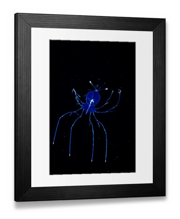 Framed Print : A larval stage slipper lobster (Scyllaridae) photographed in the Sargasso Sea Framed Print : A larval stage slipper lobster (Scyllaridae) photographed in the Sargasso Sea