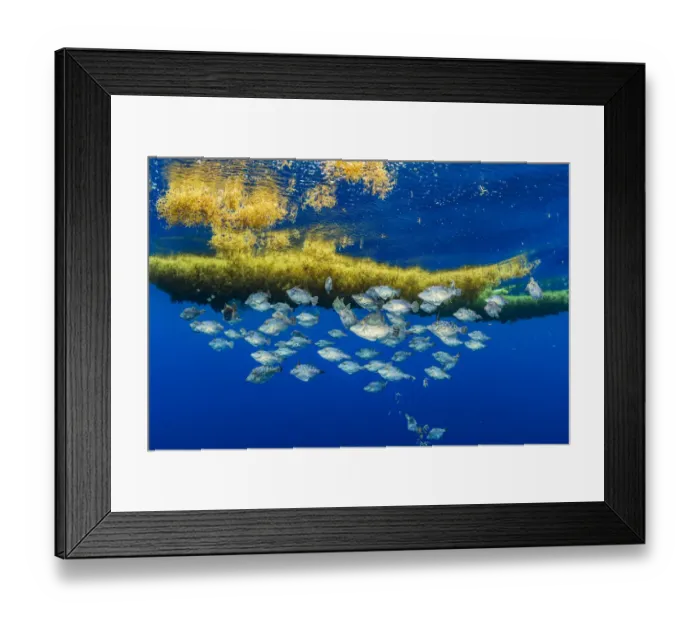 Framed Print : A school of filefifsh take shelter and feed on invertebrates (bottom of frame Framed Print : A school of filefifsh take shelter and feed on invertebrates (bottom of frame