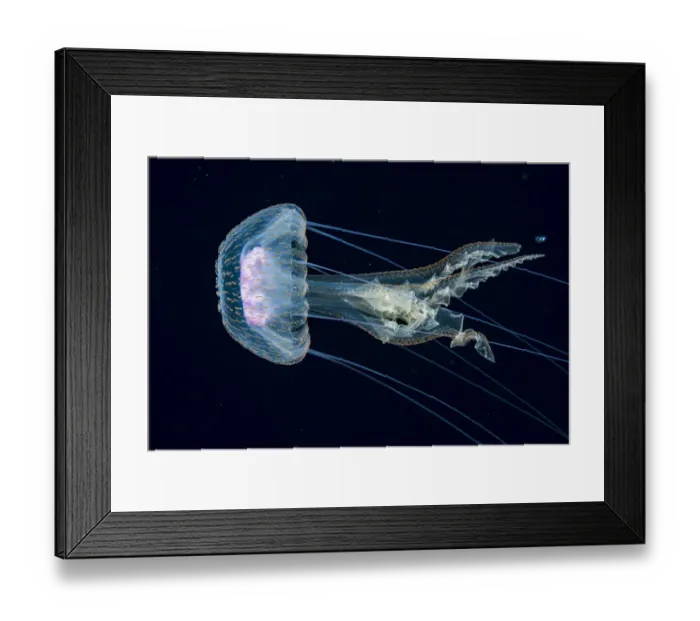 Framed Print : Jellyfish, probably a purple stinger (Pelagia noctiluca) at night in the Sargasso Sea Framed Print : Jellyfish, probably a purple stinger (Pelagia noctiluca) at night in the Sargasso Sea