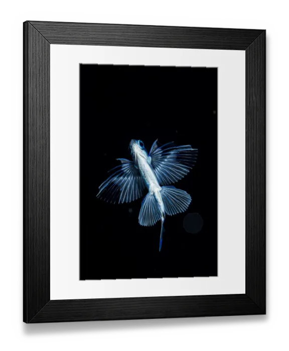 Framed Print : Gyre flyingfish (Prognichthys glaphyrae) photographed in the Sargasso Sea, Atlantic Ocean Framed Print : Gyre flyingfish (Prognichthys glaphyrae) photographed in the Sargasso Sea, Atlantic Ocean