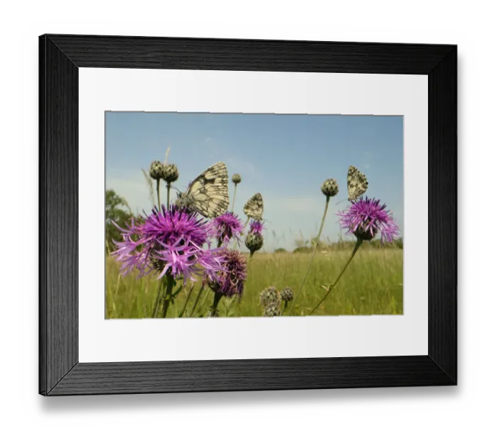 Framed Print : Three Marbled white butterflies (Melanargia galathea) nectaring on Greater knapweed Framed Print : Three Marbled white butterflies (Melanargia galathea) nectaring on Greater knapweed