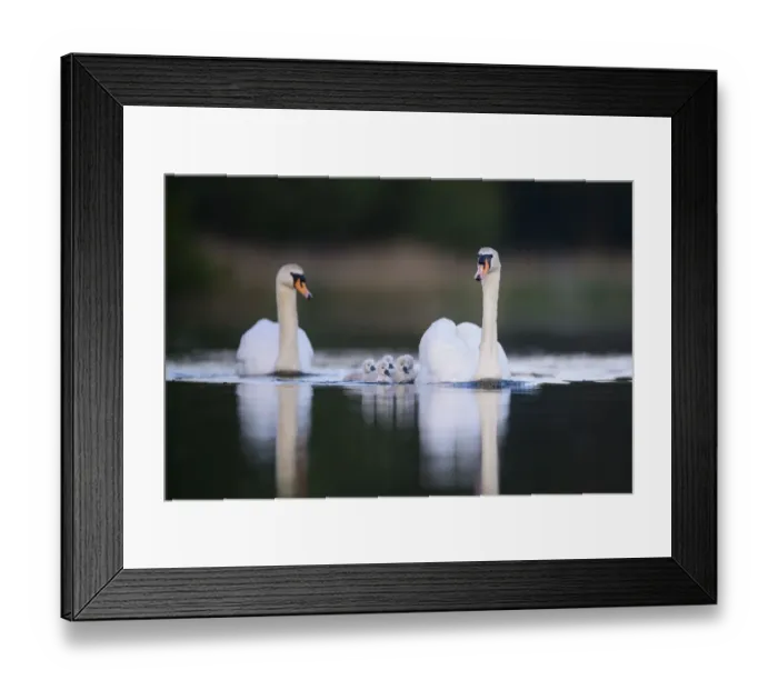 Framed Print : Mute swan (Cygnus olor) cygnets and parents swimming. London, UK. May Framed Print : Mute swan (Cygnus olor) cygnets and parents swimming. London, UK. May