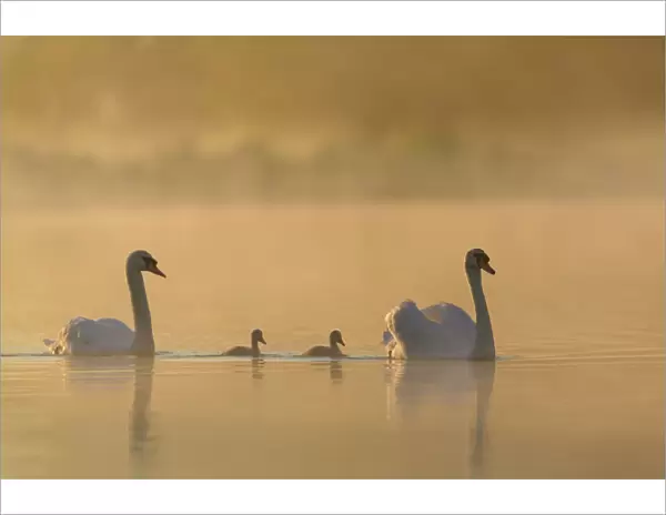 Mute swan (Cygnus olor) parents and cygnets on a misty lake at sunrise. London, UK. May