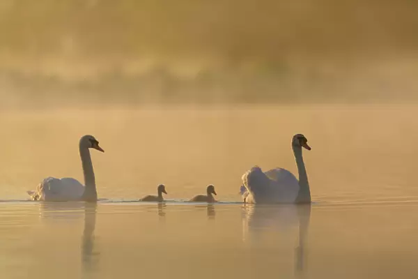 Mute swan (Cygnus olor) parents and cygnets on a misty lake at sunrise. London, UK. May