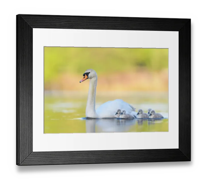 Framed Print : Mute swan (Cygnus olor) parent and cygnets swimming. London, UK. May Framed Print : Mute swan (Cygnus olor) parent and cygnets swimming. London, UK. May