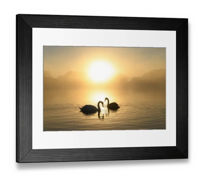 Framed Print : Mute swan (Cygnus olor) pair at sunrise. London, UK. December Framed Print : Mute swan (Cygnus olor) pair at sunrise. London, UK. December