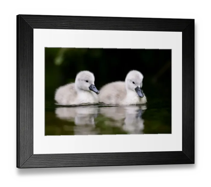Framed Print : Mute swan (Cygnus olor) cygnets. London, UK. April Framed Print : Mute swan (Cygnus olor) cygnets. London, UK. April