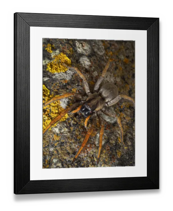 Framed Print : Porto Santo Wolfspider (Hogna schmitzi) Porto Santo island, Madeira Archipelago, Portugal Framed Print : Porto Santo Wolfspider (Hogna schmitzi) Porto Santo island, Madeira Archipelago, Portugal