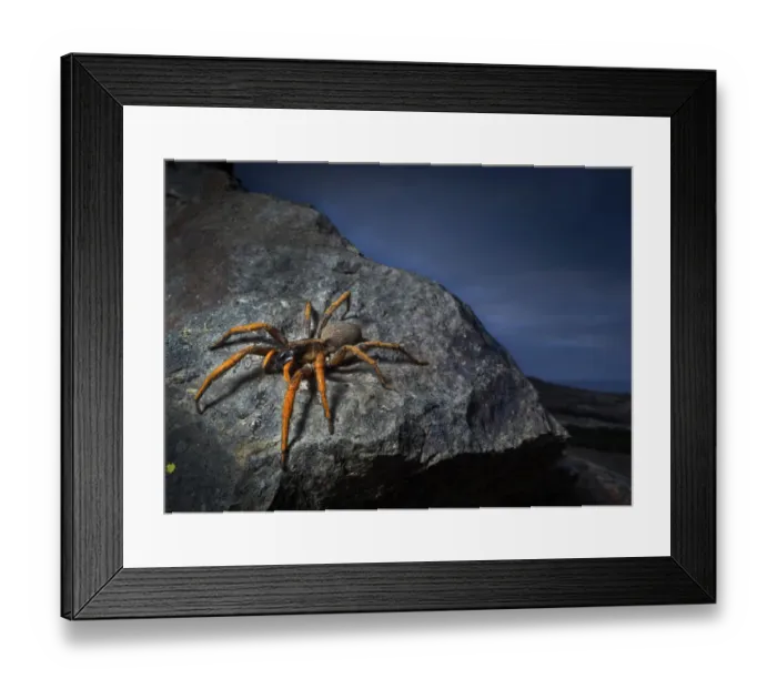 Framed Print : Porto Santo wolfspider (Hogna schmitzi) Porto Santo island, Madeira Archipelago, Portugal Framed Print : Porto Santo wolfspider (Hogna schmitzi) Porto Santo island, Madeira Archipelago, Portugal