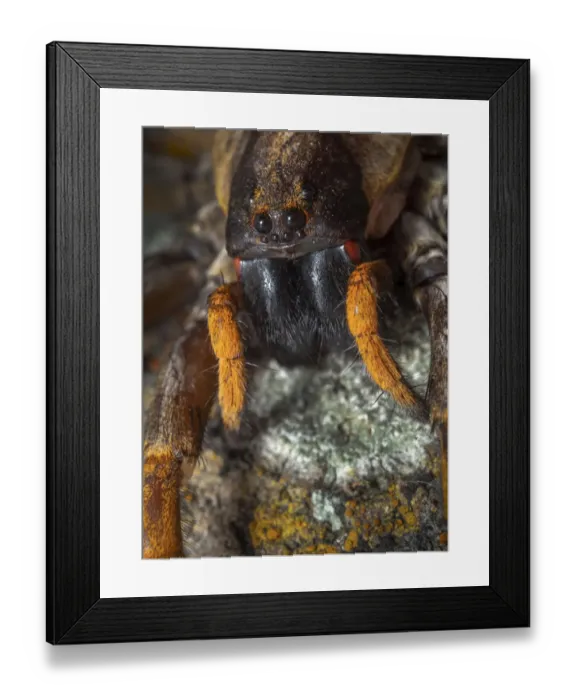 Framed Print : Porto Santo wolfspider (Hogna schmitzi) Porto Santo island, Madeira Archipelago, Portugal Framed Print : Porto Santo wolfspider (Hogna schmitzi) Porto Santo island, Madeira Archipelago, Portugal