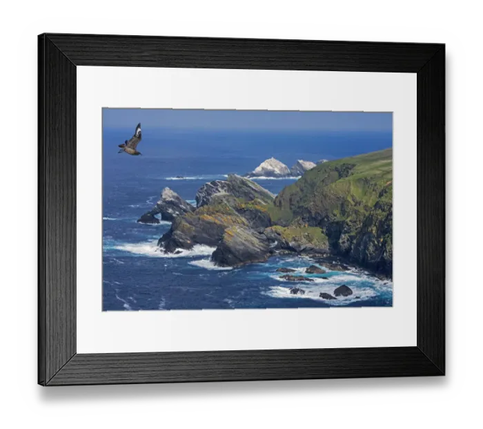 Framed Print : Great skua (Stercorarius skua) in flight and spectacular coastline with sea stacks Framed Print : Great skua (Stercorarius skua) in flight and spectacular coastline with sea stacks