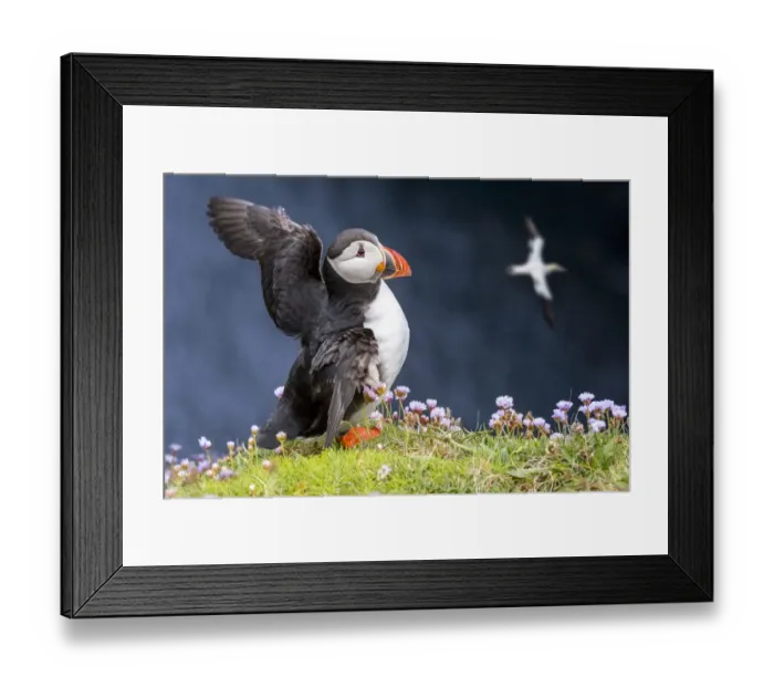 Framed Print : Atlantic puffin (Fratercula arctica) in breeding plumage flapping wings on sea cliff top Framed Print : Atlantic puffin (Fratercula arctica) in breeding plumage flapping wings on sea cliff top