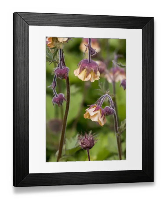 Framed Print : Scarlet avens (Geum chiloense / Geum quellyon) in flower, native to Chile. May Framed Print : Scarlet avens (Geum chiloense / Geum quellyon) in flower, native to Chile. May