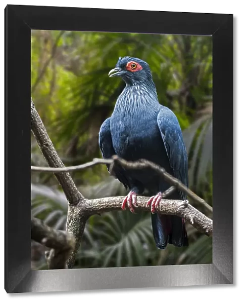 Madagascan blue pigeon (Alectroenas madagascariensis  /  Columba madagascariensis