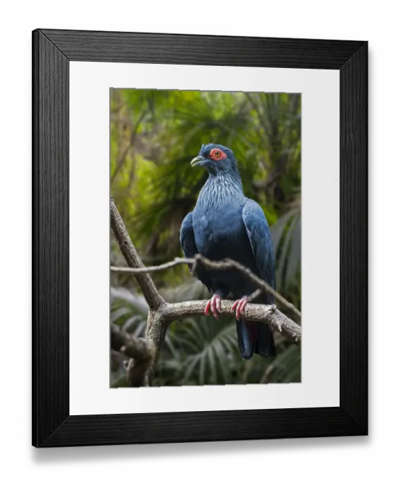 Framed Print : Madagascan blue pigeon (Alectroenas madagascariensis  /  Columba madagascariensis
