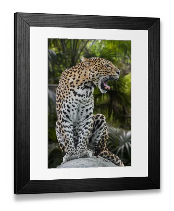 Framed Print : Javan leopard (Panthera pardus melas) roaring, native to the Indonesian island of Java Framed Print : Javan leopard (Panthera pardus melas) roaring, native to the Indonesian island of Java
