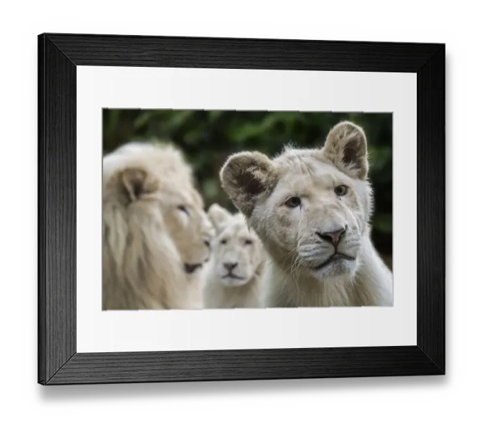 Framed Print : Leucistic white lions (Panthera leo krugeri) male and juveniles, Captive Framed Print : Leucistic white lions (Panthera leo krugeri) male and juveniles, Captive