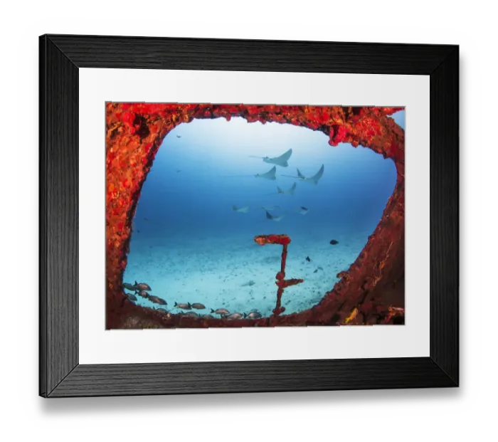 Framed Print : Spotted eagle rays (Aetobatus narinari) through a large window on the wreck of the former Framed Print : Spotted eagle rays (Aetobatus narinari) through a large window on the wreck of the former