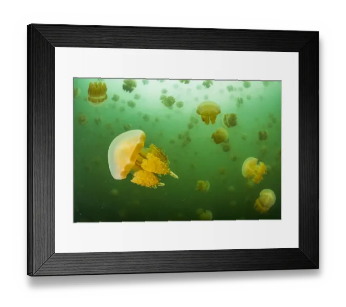 Framed Print : Golden jellyfish (Mastigias sp. ) swarm in a marine lake, Jellyfish Lake, Eil Malk island Framed Print : Golden jellyfish (Mastigias sp. ) swarm in a marine lake, Jellyfish Lake, Eil Malk island