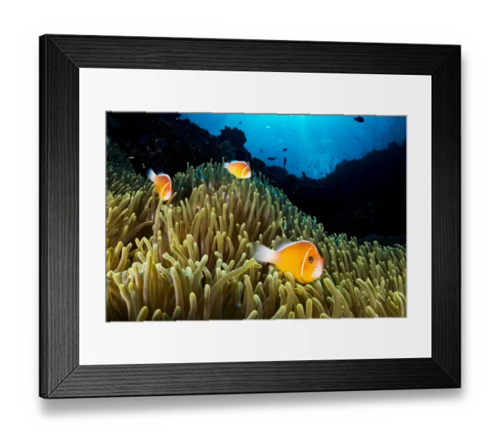 Framed Print : Pink anemonefish (Amphiprion perideraion) living in symbiotic association with Framed Print : Pink anemonefish (Amphiprion perideraion) living in symbiotic association with