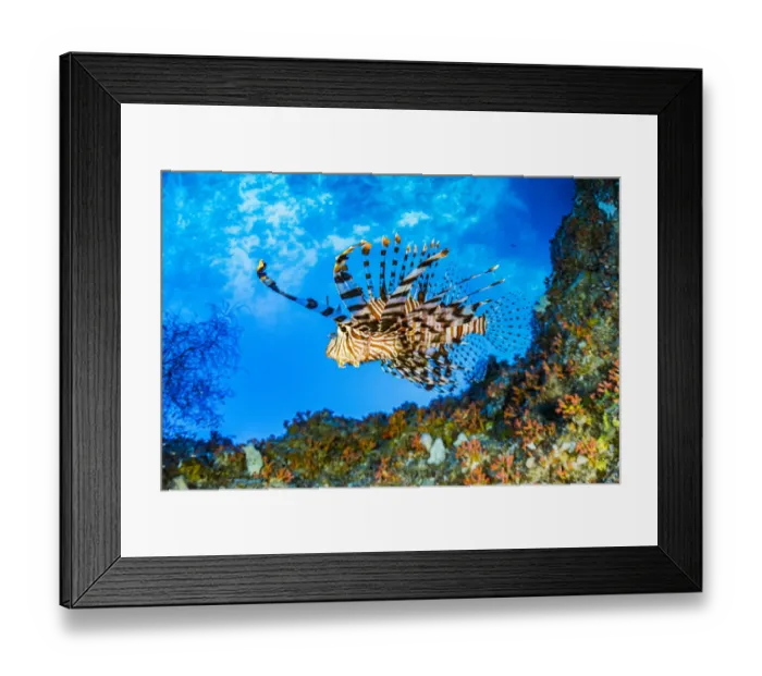 Framed Print : Red lionfish (Pterois volitans) swimming under a coral ledge, Palau Framed Print : Red lionfish (Pterois volitans) swimming under a coral ledge, Palau