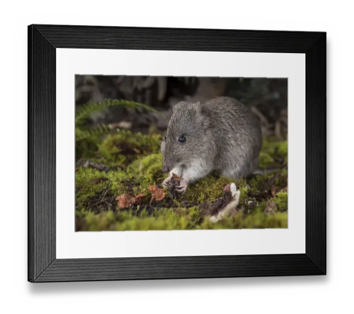 Framed Print : Long-nosed potoroo (Potorous tridactylus) eating fungi, showing sharp claws on front feet Framed Print : Long-nosed potoroo (Potorous tridactylus) eating fungi, showing sharp claws on front feet