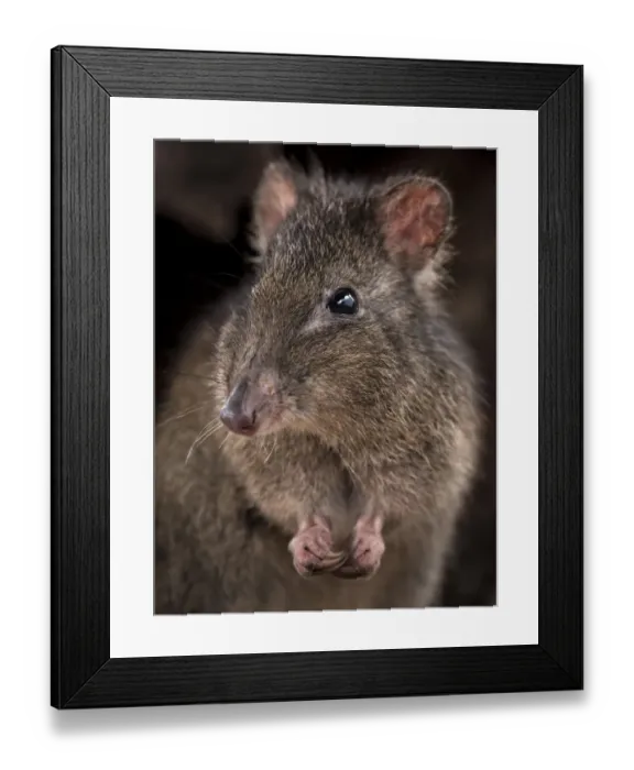 Framed Print : Long-nosed potoroo (Potorous tridactylus) portrait showing sharp curved claws on front Framed Print : Long-nosed potoroo (Potorous tridactylus) portrait showing sharp curved claws on front