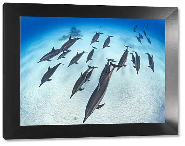 RF - Pod of Spinner dolphins (Stenella longirostris) cruise in formation over the sand of