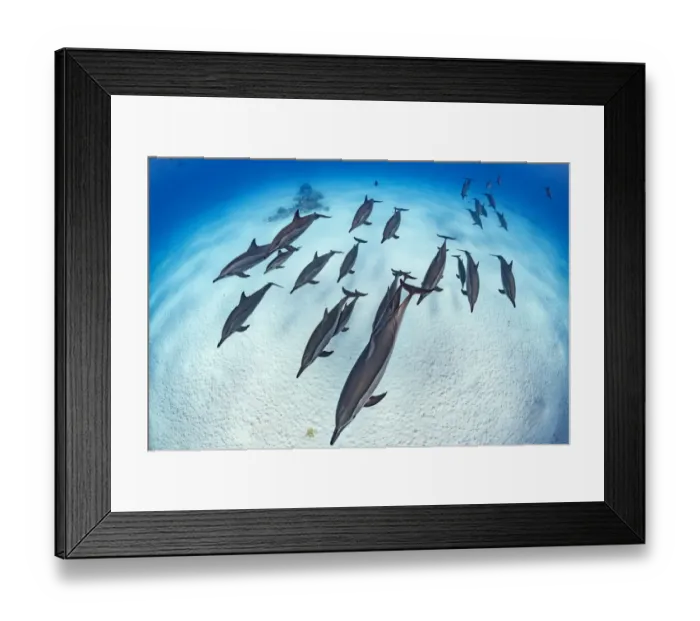 Framed Print : RF - Pod of Spinner dolphins (Stenella longirostris) cruise in formation over the sand of Framed Print : RF - Pod of Spinner dolphins (Stenella longirostris) cruise in formation over the sand of