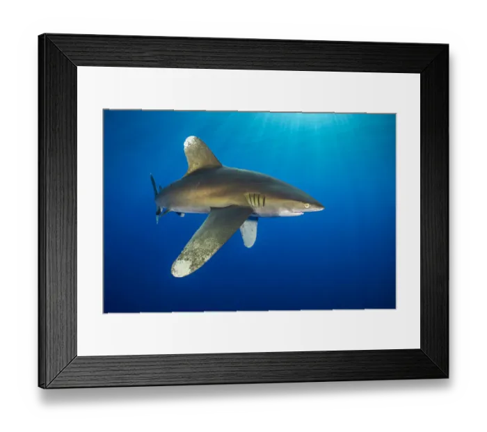 Framed Print : RF - Oceanic whitetip shark (Carcharhinus longimanus) swims in open waters Framed Print : RF - Oceanic whitetip shark (Carcharhinus longimanus) swims in open waters