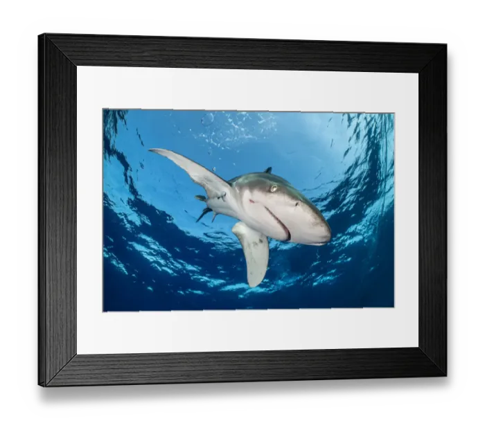 Framed Print : Oceanic whitetip shark (Carcharhinus longimanus) is framed by the surface Framed Print : Oceanic whitetip shark (Carcharhinus longimanus) is framed by the surface