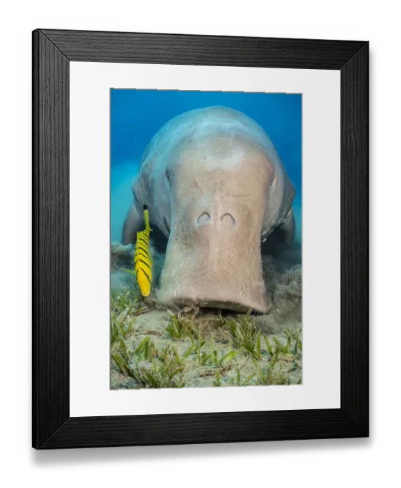 Framed Print : Dugong (Dugong dugon) male feeding on a seagrass meadow (Halophila stipulacea) Framed Print : Dugong (Dugong dugon) male feeding on a seagrass meadow (Halophila stipulacea)