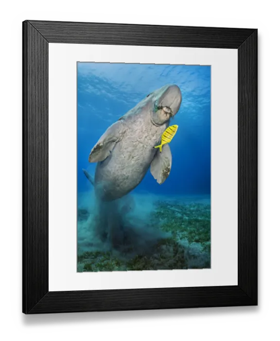 Framed Print : Dugong (Dugong dugon) male, swims over seagrass meadow (Halophila stipulacea