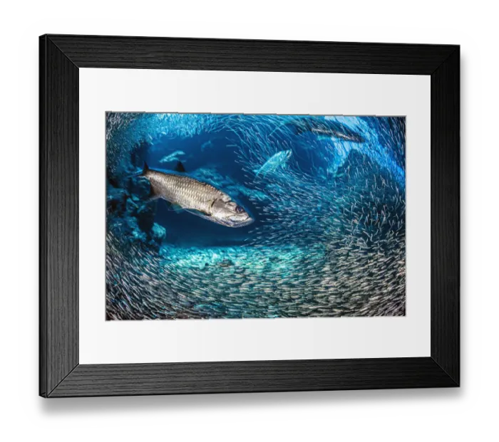 Framed Print : Long exposure of a group of Tarpon (Megalops atlanticus) hunt Silversides (Atherinidae Framed Print : Long exposure of a group of Tarpon (Megalops atlanticus) hunt Silversides (Atherinidae