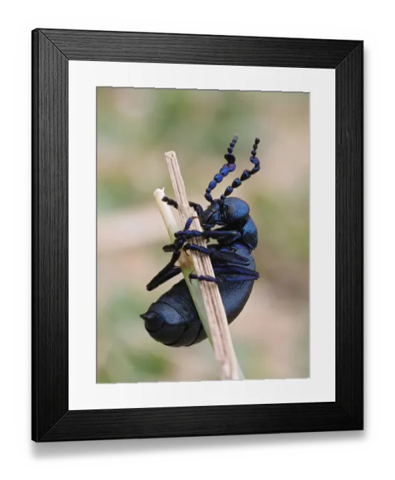 Framed Print : Black oil beetle (Meloe proscarabaeus) male on grass stem in sand dunes, Gower, Wales, UK Framed Print : Black oil beetle (Meloe proscarabaeus) male on grass stem in sand dunes, Gower, Wales, UK