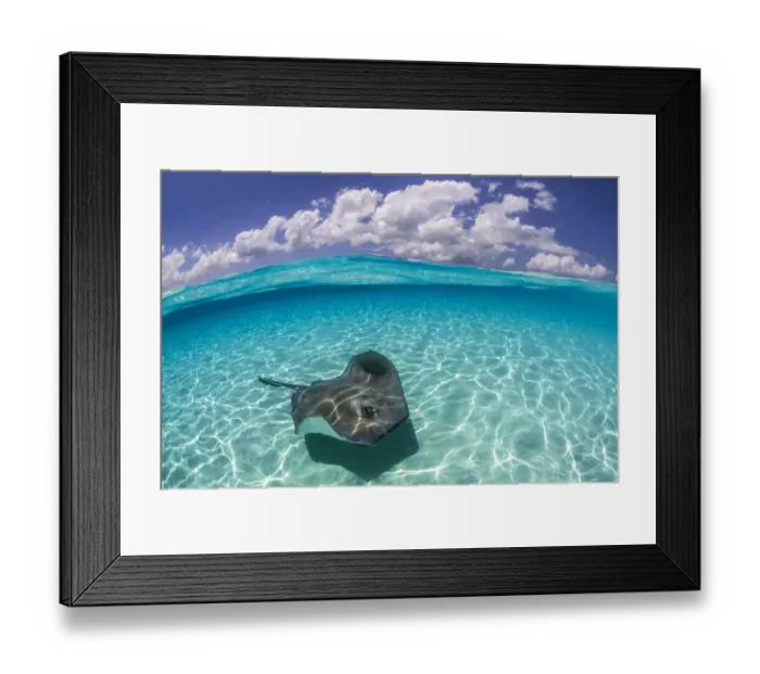 Framed Print : Split level image of a Southern stingray (Dasyatis americana) swimming over a sand bar Framed Print : Split level image of a Southern stingray (Dasyatis americana) swimming over a sand bar