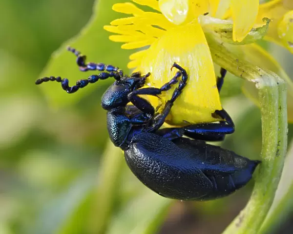 Black oil beetle (Meloe proscarabaeus) feeding on flower of Lesser cellandine