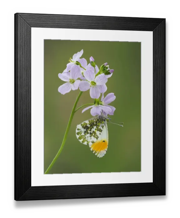 Framed Print : Orange tip butterfly (Anthocaris cardamines) on Cuckoo flower / Lady Framed Print : Orange tip butterfly (Anthocaris cardamines) on Cuckoo flower / Lady