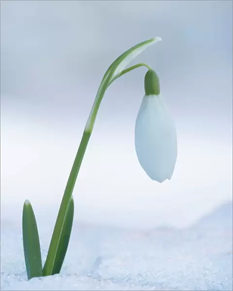 Snowdrop (Galanthus Sp. ) single flower in snow, Buckinghamshire, England, UK, February