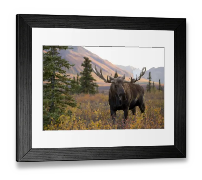 Framed Print : Moose bull (Alces alces) walking in forest clearing, Denali National Park, Alaska, USA Framed Print : Moose bull (Alces alces) walking in forest clearing, Denali National Park, Alaska, USA
