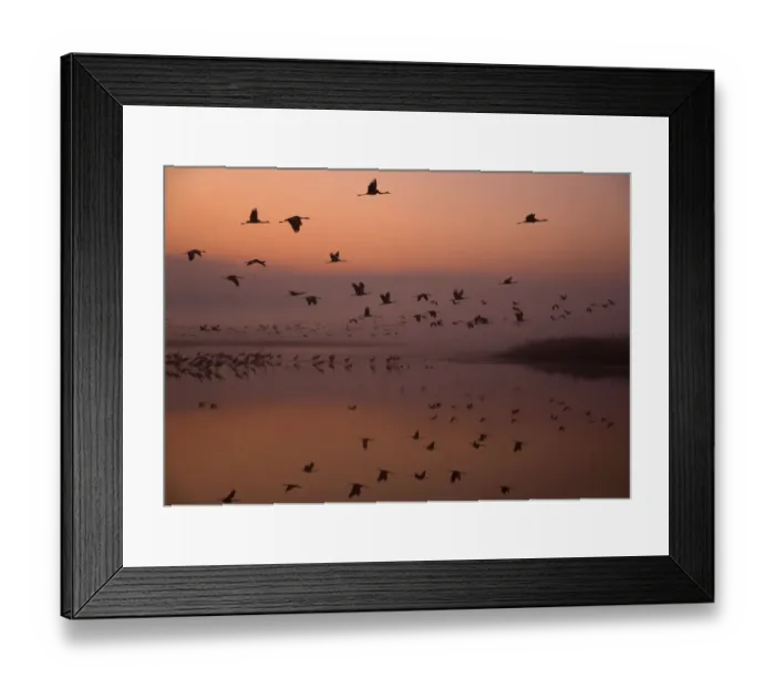 Framed Print : Common cranes (Grus grus) leaving the roost at dawn, Hula Valley, Northern Israel Framed Print : Common cranes (Grus grus) leaving the roost at dawn, Hula Valley, Northern Israel