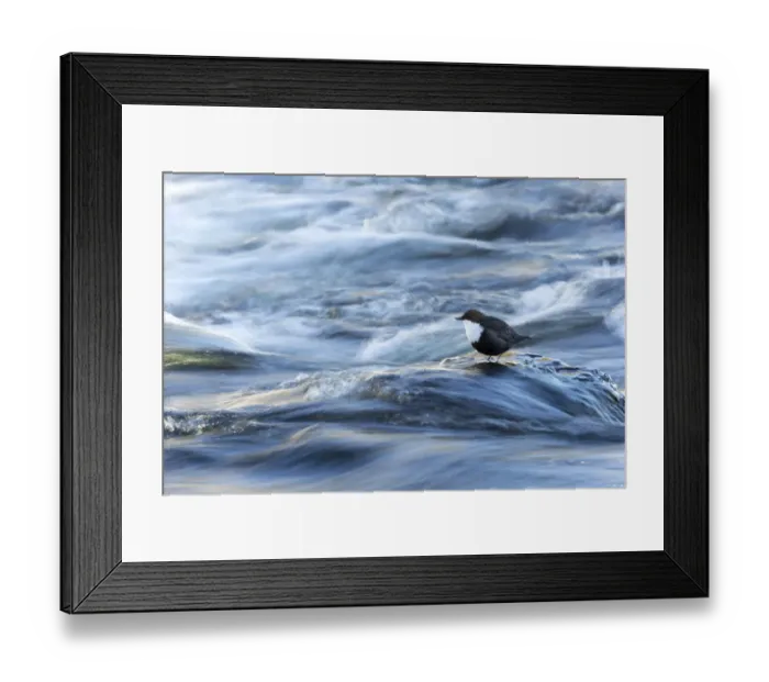Framed Print : Dipper (Cinclus cinclus) in river, Finland, March Framed Print : Dipper (Cinclus cinclus) in river, Finland, March