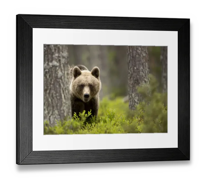 Framed Print : Brown Bear (Ursus arctos) in the forest, Finland, June Framed Print : Brown Bear (Ursus arctos) in the forest, Finland, June