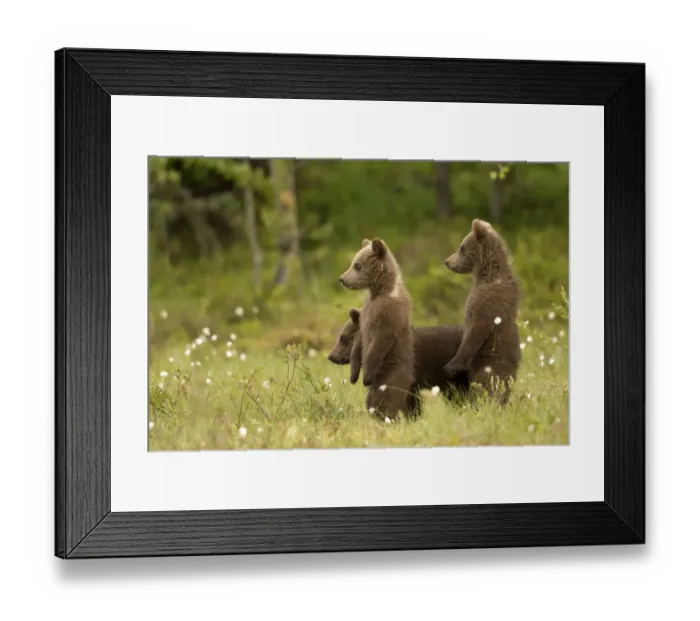 Framed Print : European Brown Bear (Ursus arctos) Cubs standing amongst cotton grass, Finland, June Framed Print : European Brown Bear (Ursus arctos) Cubs standing amongst cotton grass, Finland, June
