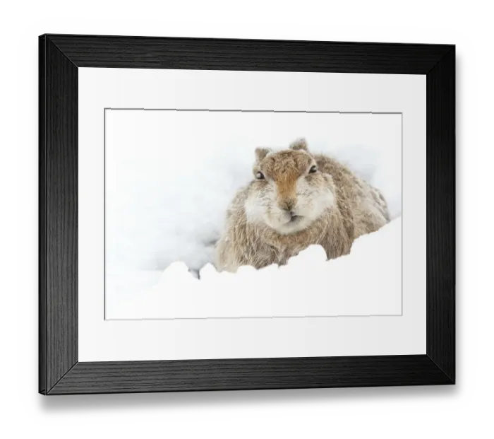 Framed Print : Mountain hare (Lepus timidus) resting Cairngorms, Scotland, March Framed Print : Mountain hare (Lepus timidus) resting Cairngorms, Scotland, March