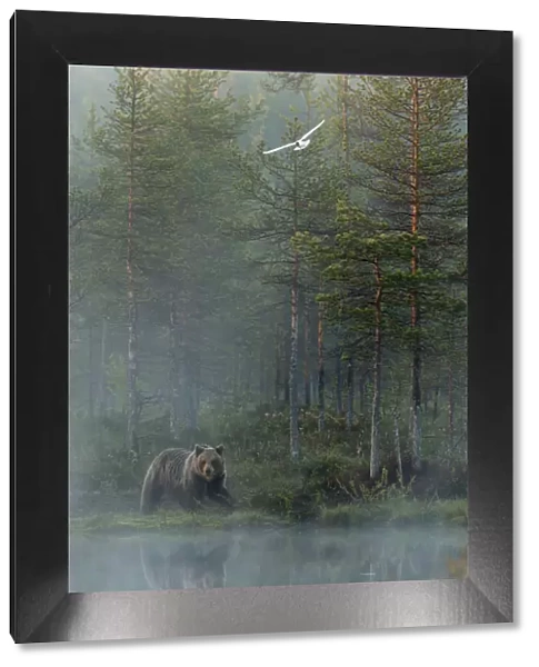 European Brown Bear (Ursus arctos) reflected in forest pond in evening mist, Finland