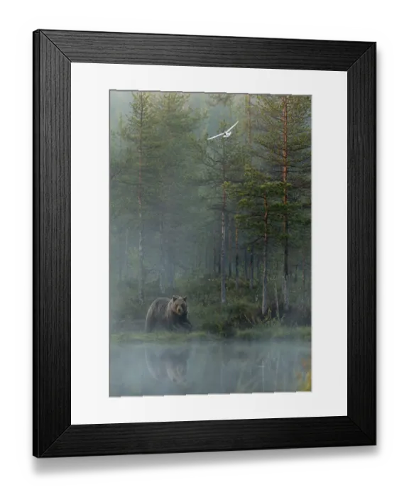 Framed Print : European Brown Bear (Ursus arctos) reflected in forest pond in evening mist, Finland Framed Print : European Brown Bear (Ursus arctos) reflected in forest pond in evening mist, Finland