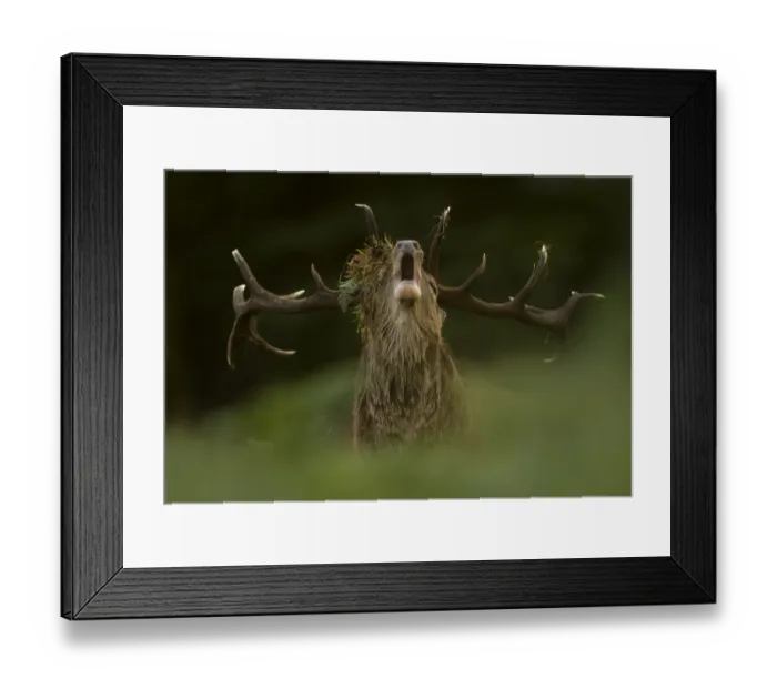 Framed Print : Red Deer Stag (Cervus elaphus) roaring. Bradgate Park, Leicestershire, UK, October Framed Print : Red Deer Stag (Cervus elaphus) roaring. Bradgate Park, Leicestershire, UK, October